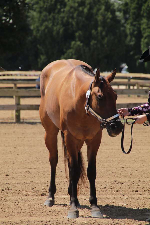 quarter-horse-gelding