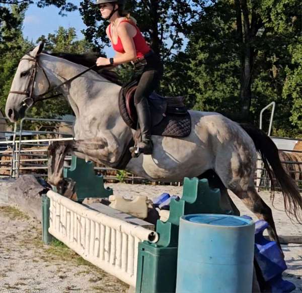 all-around-warmblood-horse