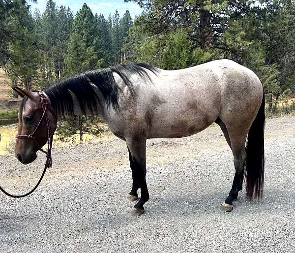 quarter-horse-gelding