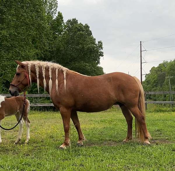 chestnut-haflinger-mare