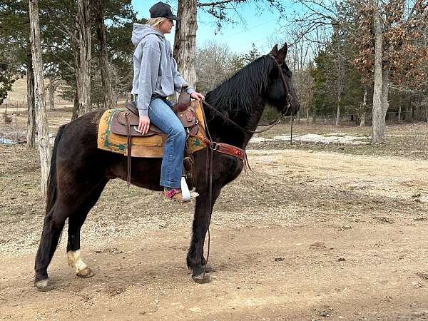 gaited-tennessee-walking-horse