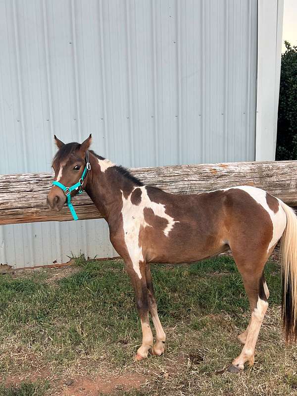 american-shetland-pony-miniature