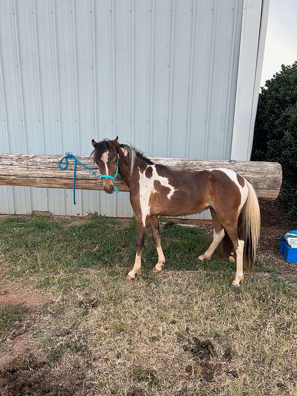 boy-miniature-pony