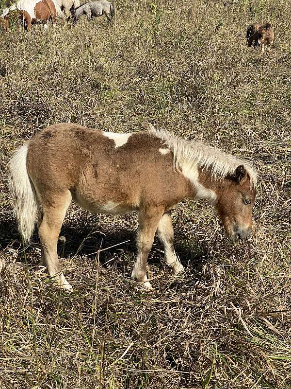 pinto-colt-mare-for-sale