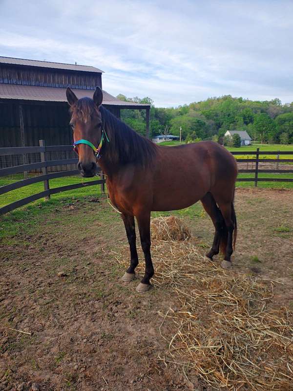 anything-peruvian-paso-horse