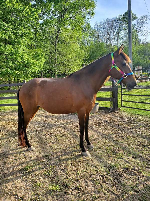 area-peruvian-paso-horse