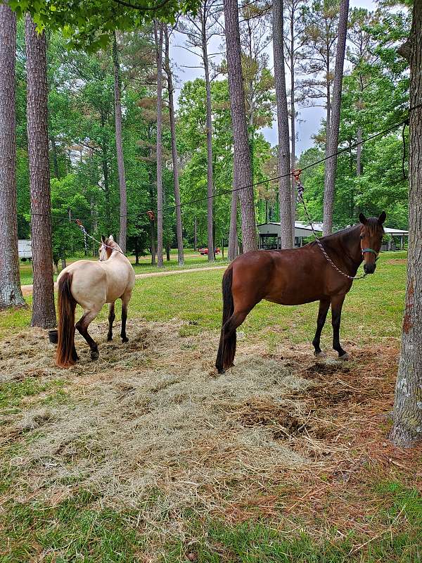 around-peruvian-paso-horse