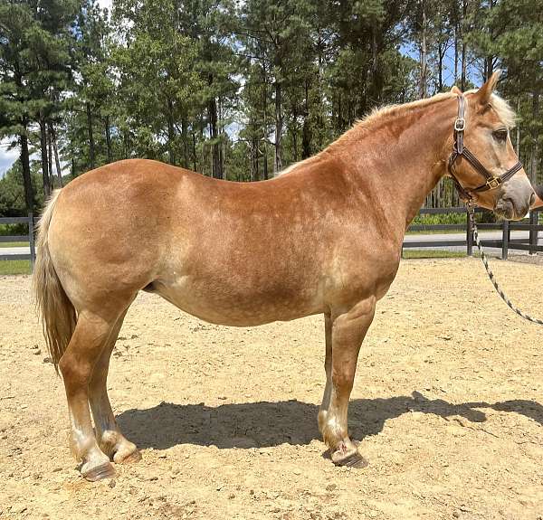 palomino-haflinger-mare