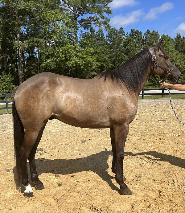 grulla-quarter-horse-gelding