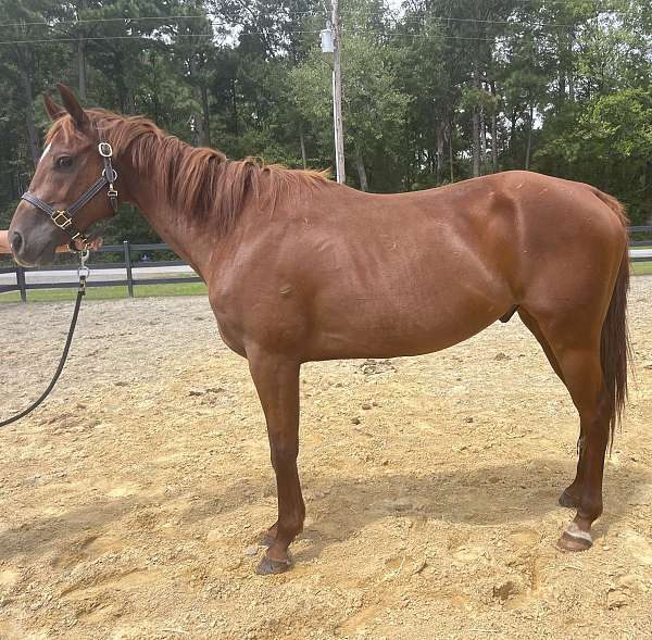 sorrel-quarter-horse-gelding