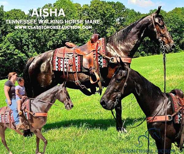 mountain-trails-tennessee-walking-horse