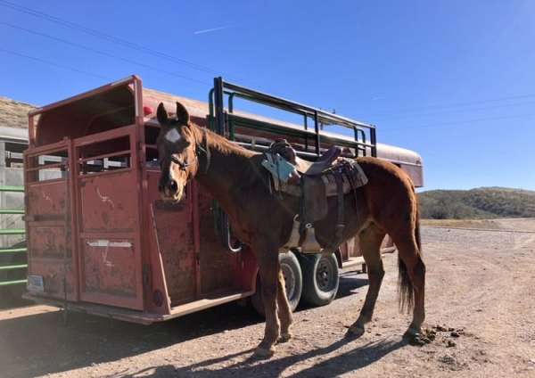 quarter-horse-gelding