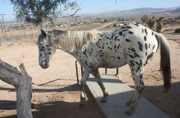 white-black-leopard-spots-horse