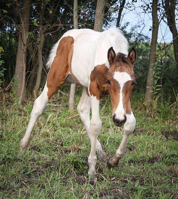 tobiano-horse