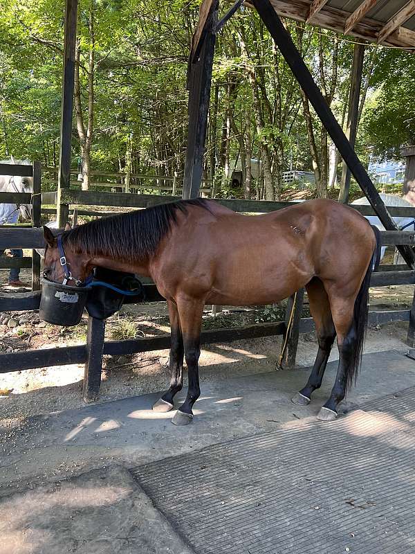 bay-quarter-horse-gelding