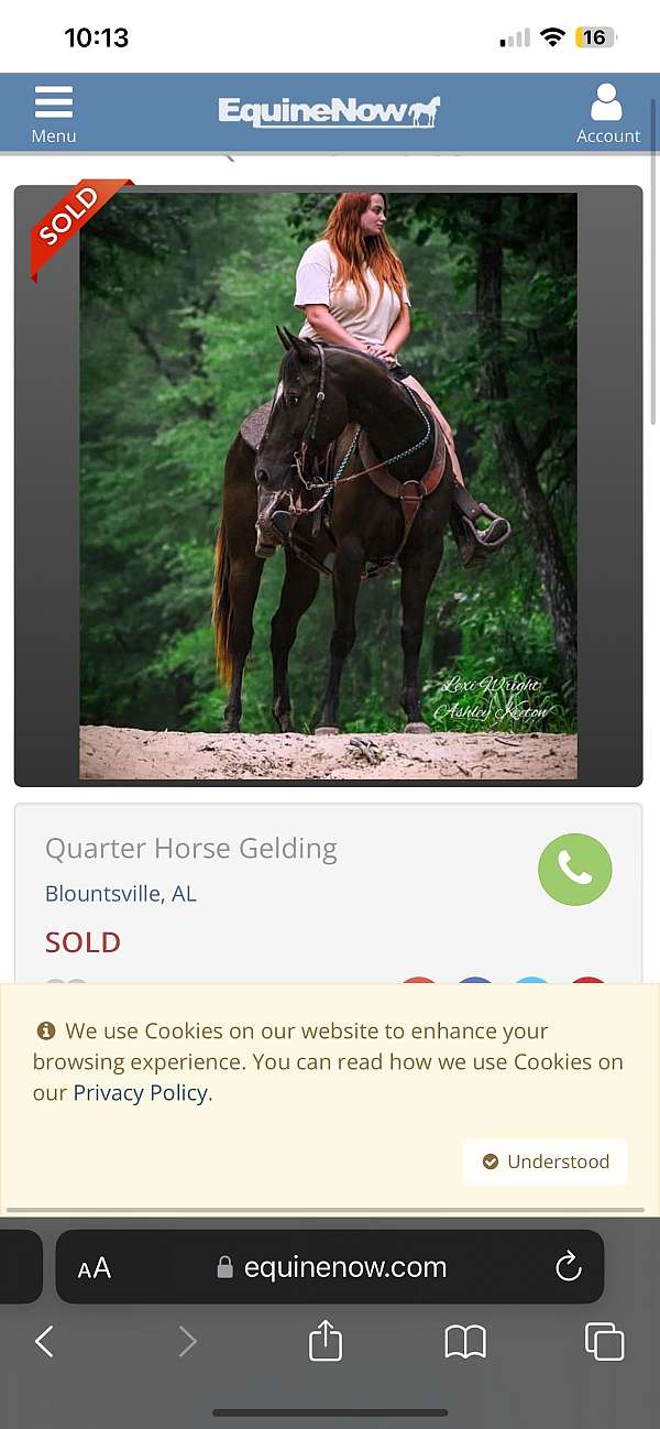 quarter-horse-gelding