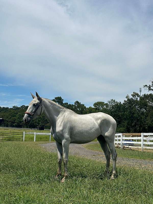 grey-dressage-gaited-horse