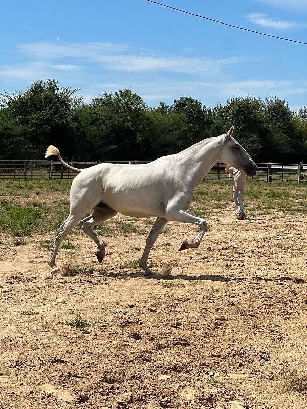 dressage-gaited-filly