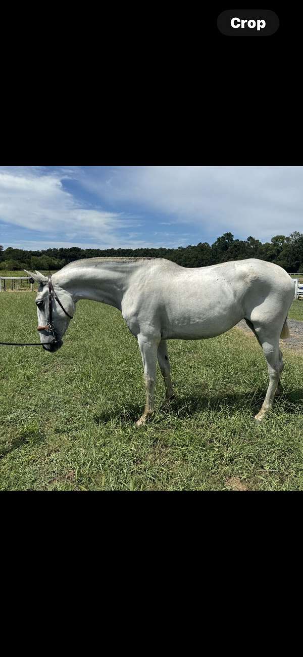 grey-andalusian-filly