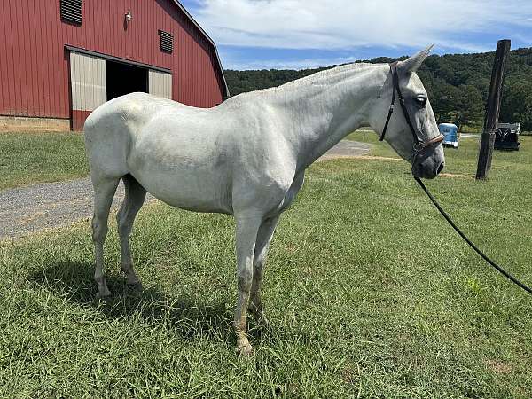 dressage-gaited-andalusian-horse