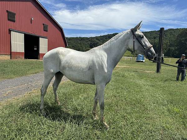 dressage-gaited-horse