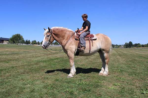 sorrel-white-strip-legs-horse