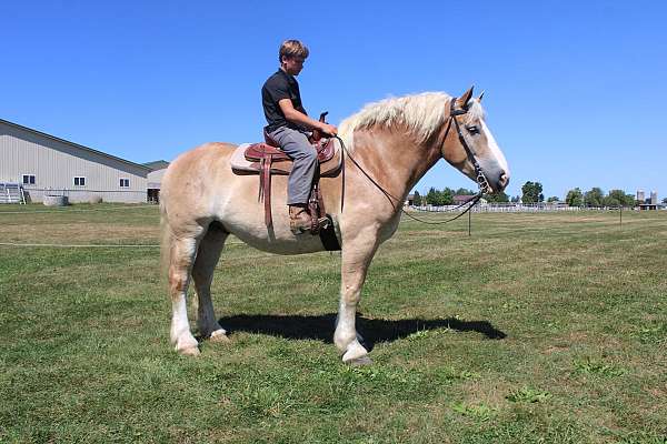 white-strip-legs-horse