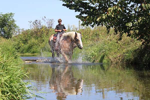 driving-belgian-horse