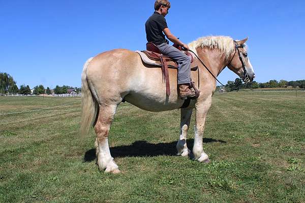 all-around-belgian-horse