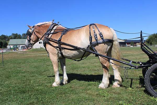 kid-safe-belgian-horse