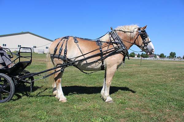 parade-belgian-horse