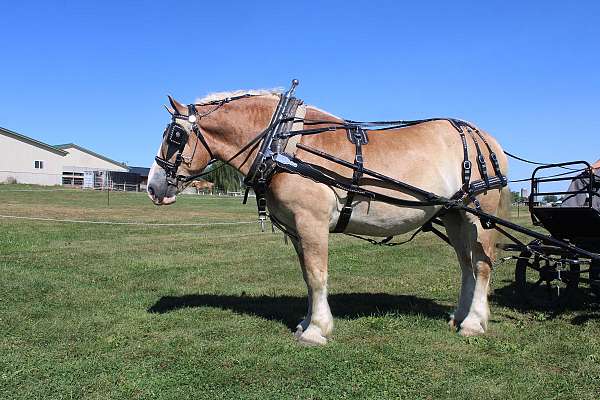 team-driving-belgian-horse