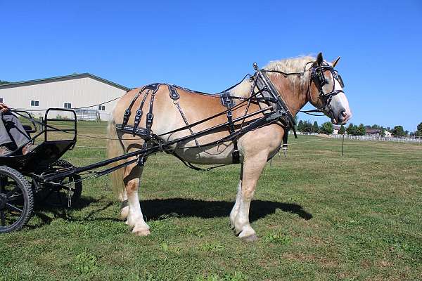 pleasure-driving-belgian-horse