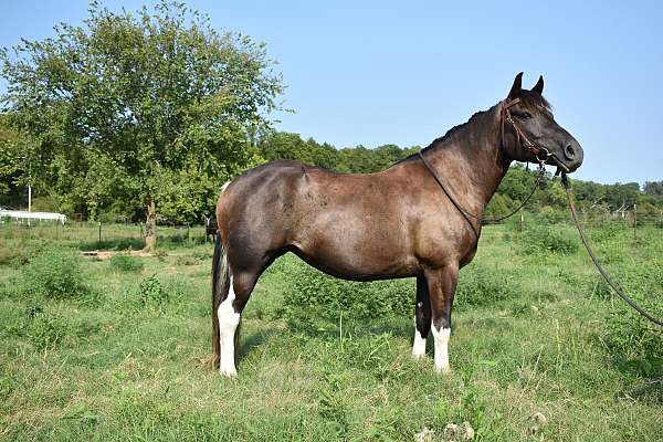 adults-draft-horse