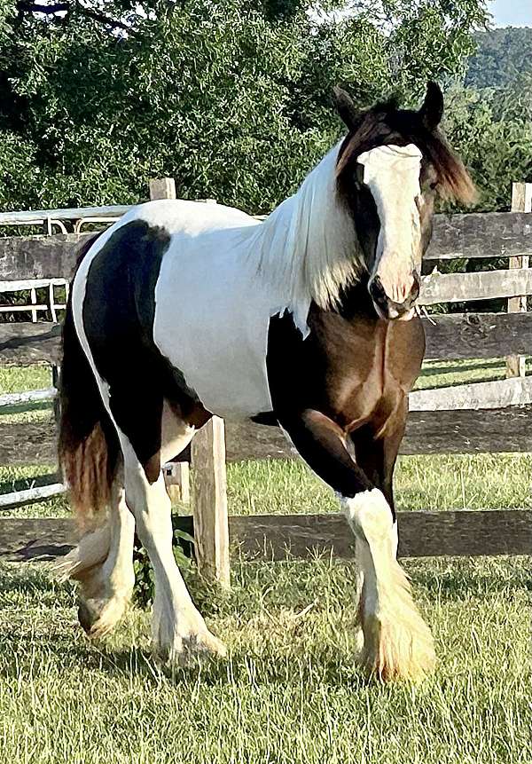 gypsy-vanner-horse-for-sale