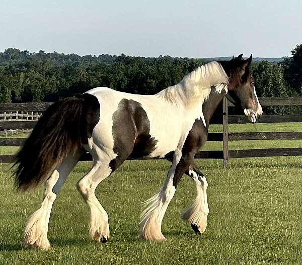 gypsy-vanner-colt