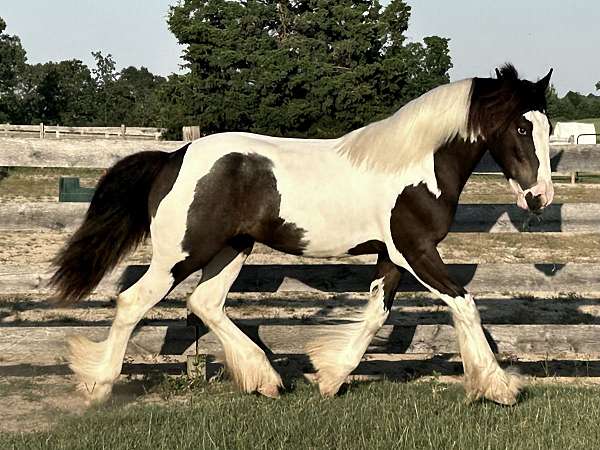 gypsy-vanner-horse