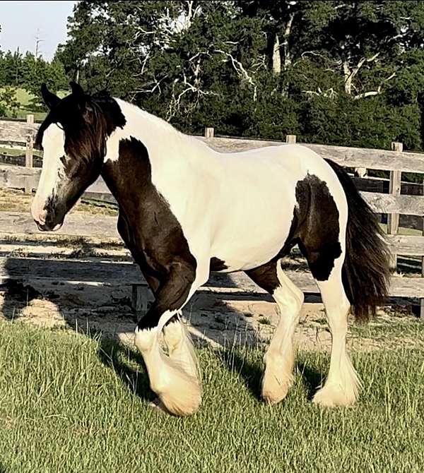 gypsy-vanner