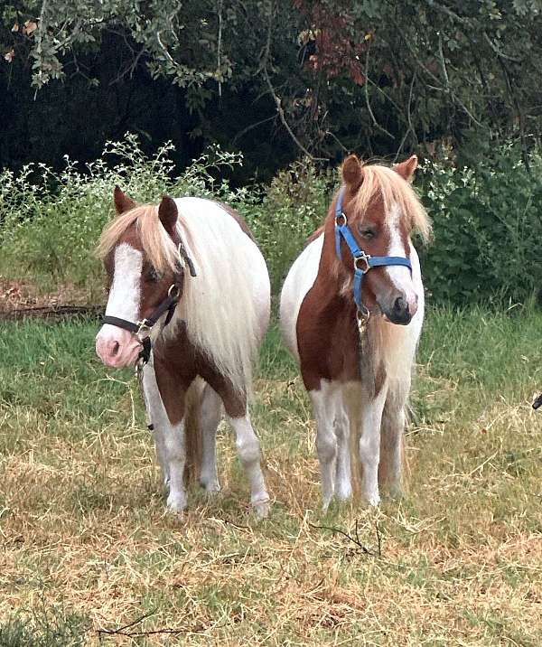 smaller-miniature-horse