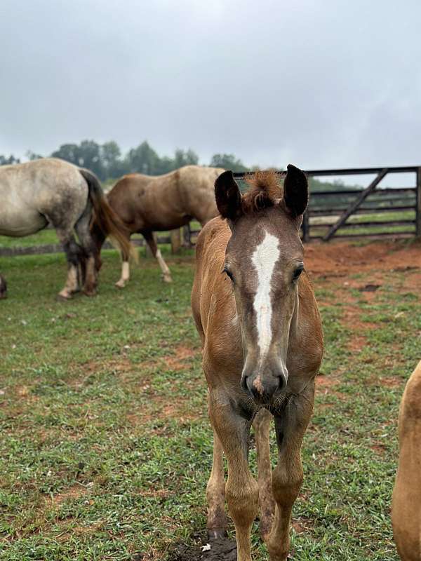 all-around-percheron-horse