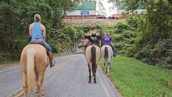 beginner-quarter-horse