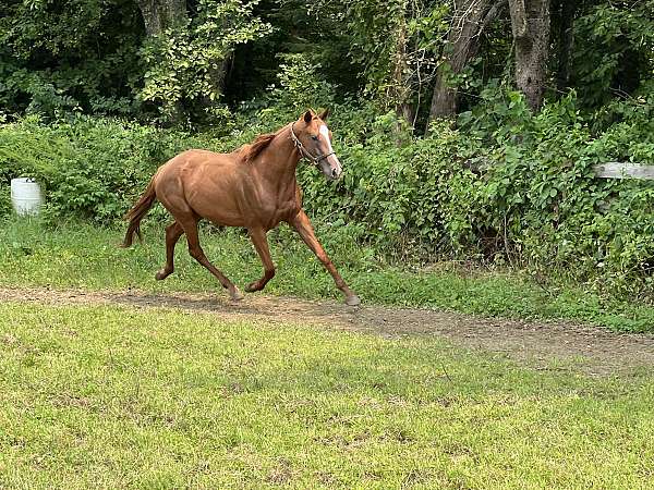 thoroughbred-mare