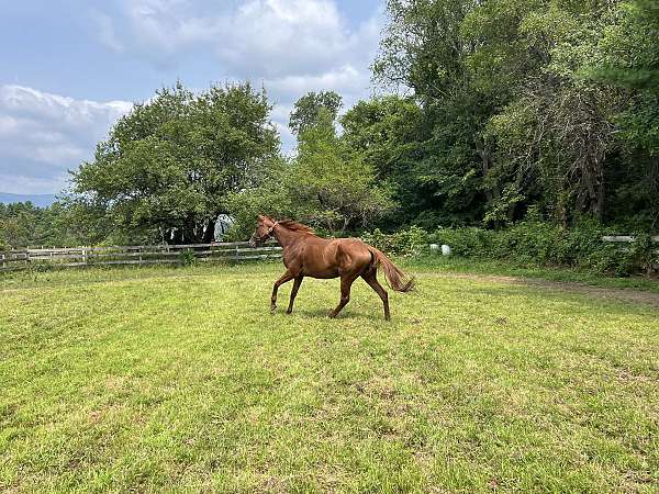 thoroughbred-horse-for-sale