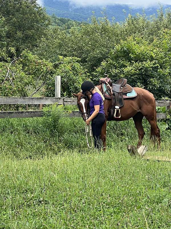 chestnut-barrel-horse