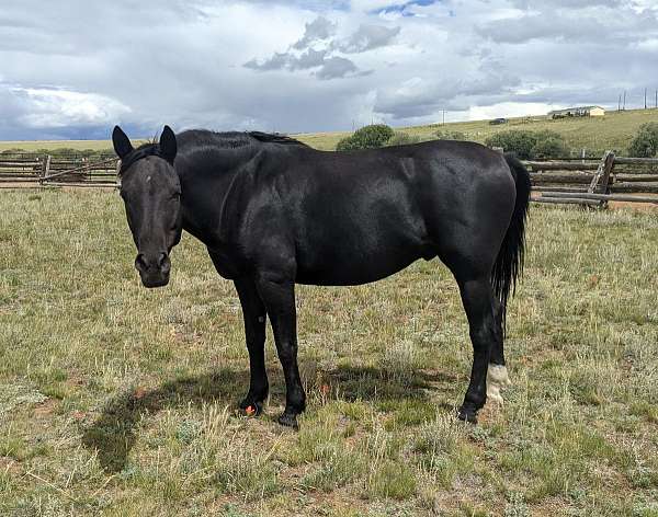 small-star-back-right-sock-horse