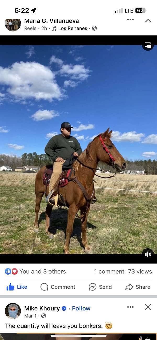 sorrel-tennessee-walking-pony-for-sale