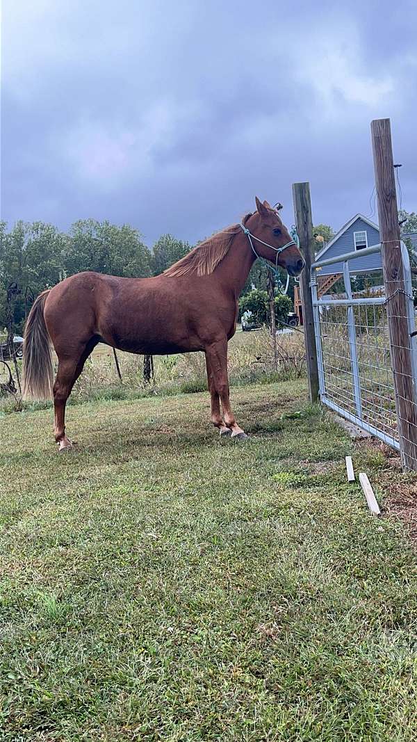 endurance-tennessee-walking-pony