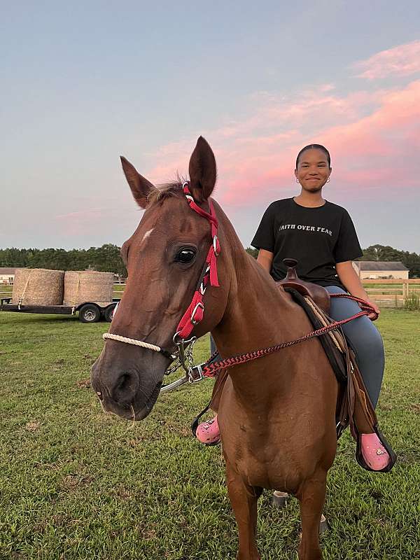 gaited-tennessee-walking-pony