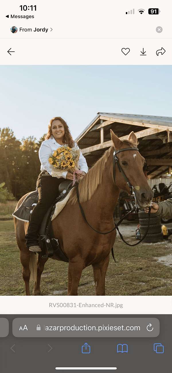 husband-safe-tennessee-walking-pony