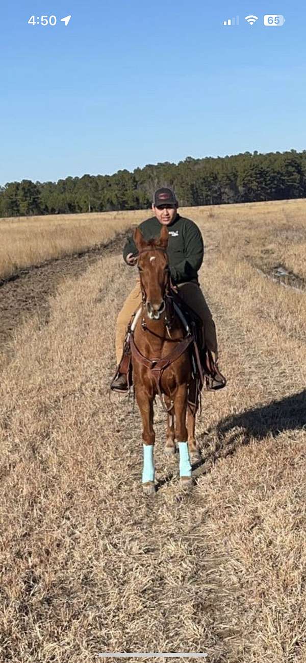 kid-safe-tennessee-walking-pony